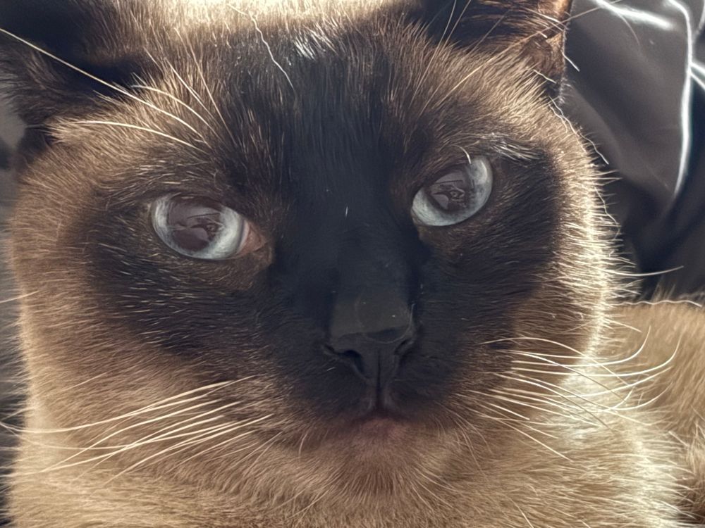 close up of Apple, a seal point Siamese cat looking suave and demure
