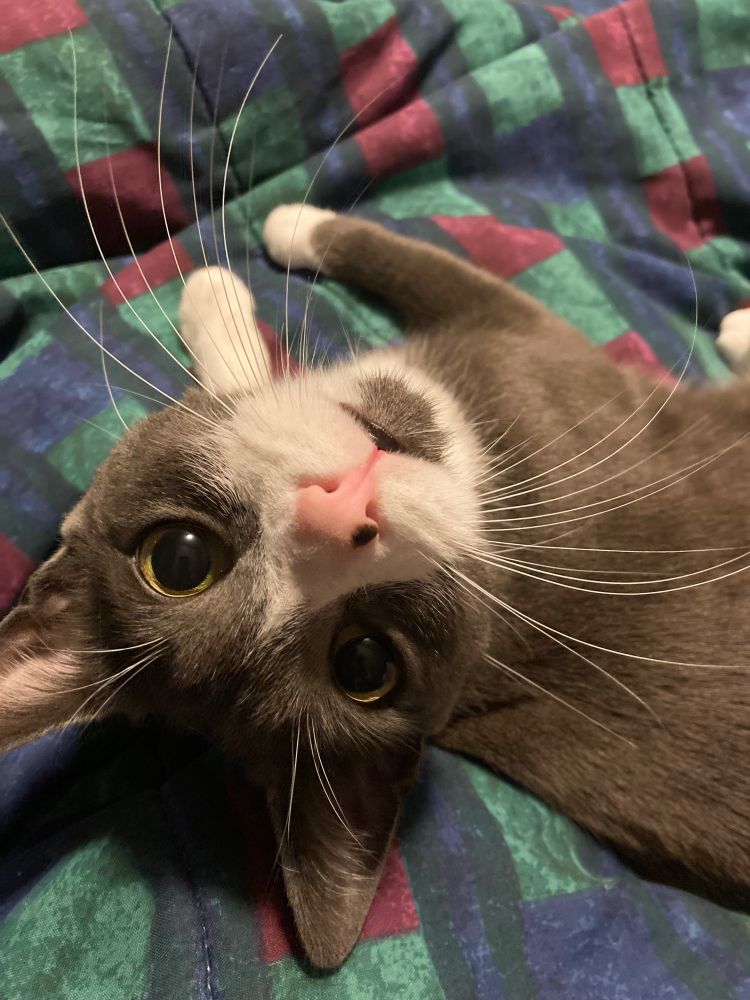 A cute gray cat with an upside down white heart on his face and a pink nose staring upside down at the camera.
