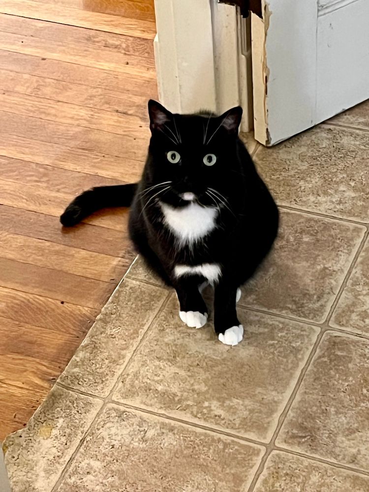 A cute black tuxedo cat stares at the camera with big, round eyes.