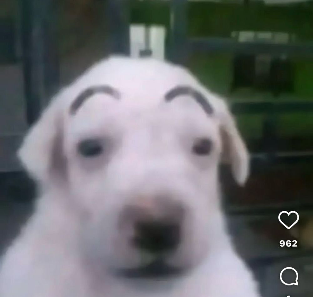 close up of a white dog with a no braincell expression with drawn on rounded arch eyebrows 
