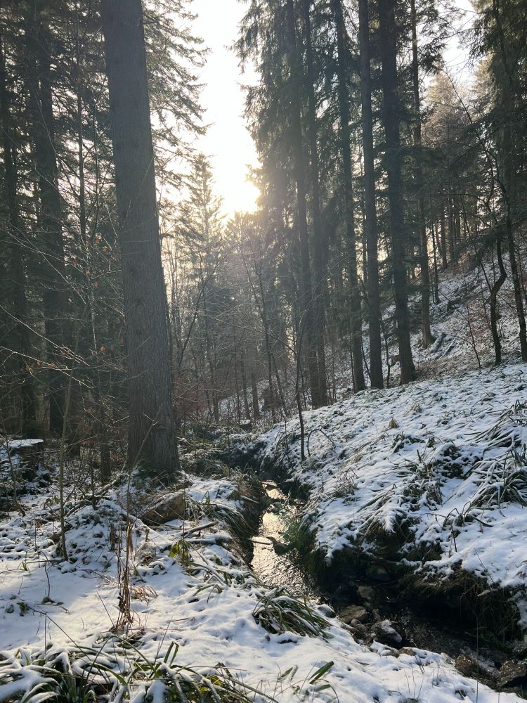 forest with snow