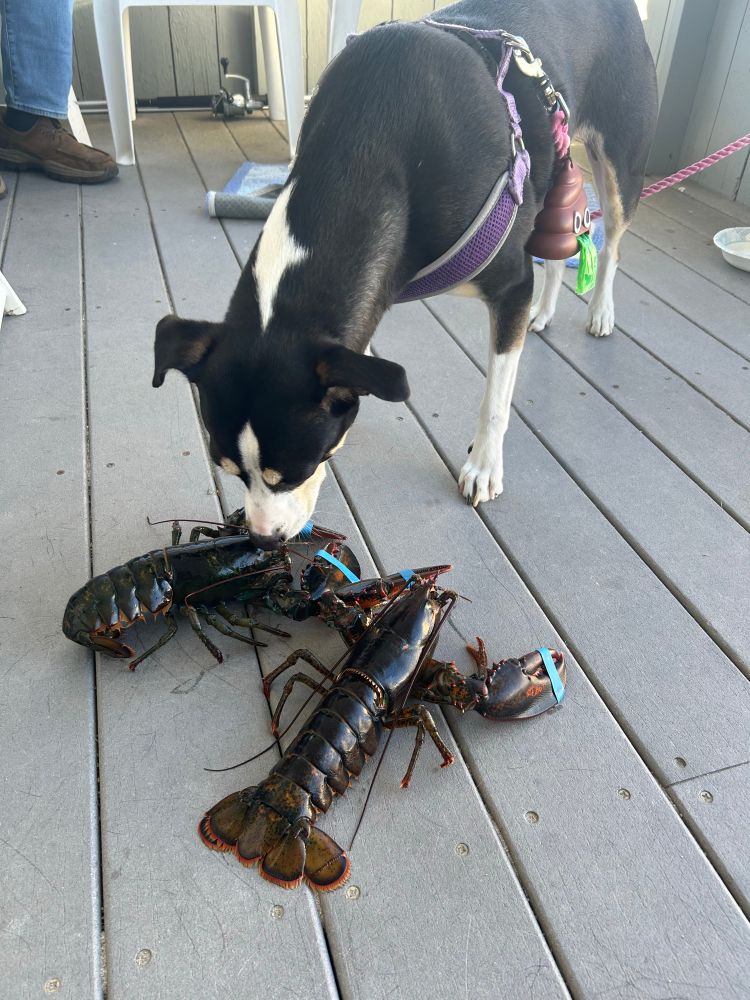 Rosie the tricolor terrier mix is sniffing a pair of lobsters who have no idea that they’re headed into a jacuzzi soon. 