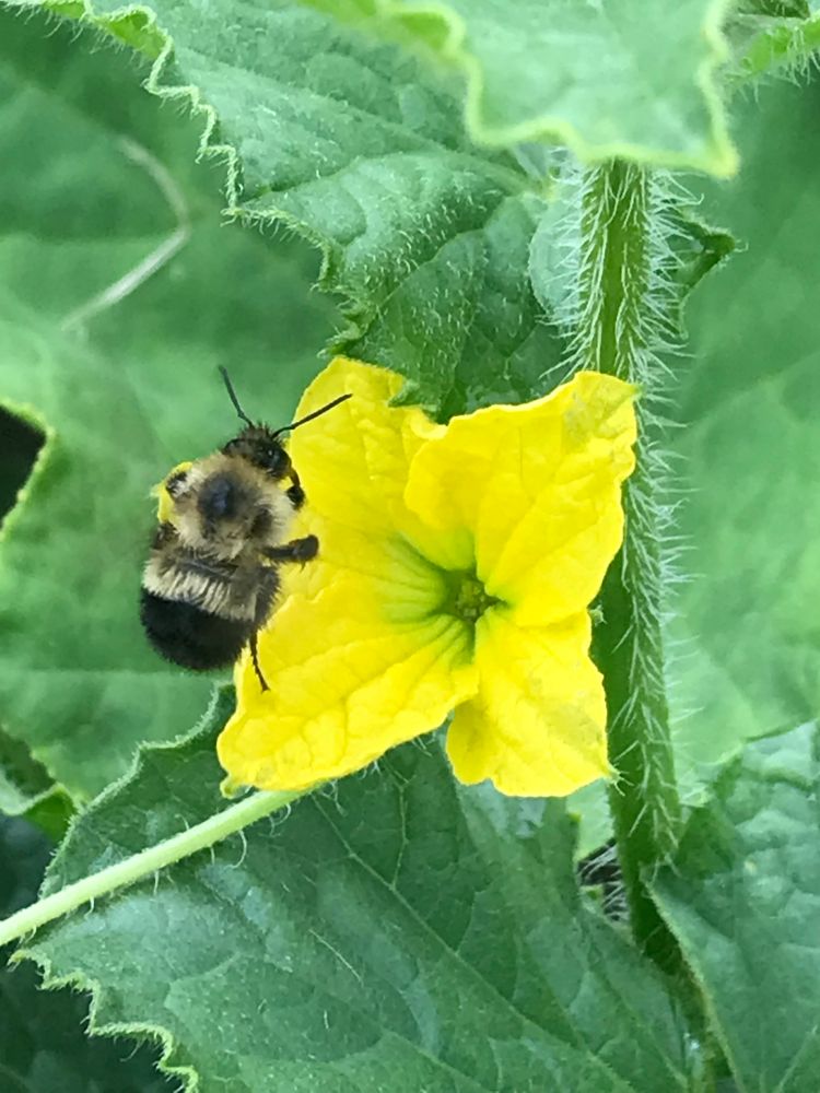 Bumblebee visiting a flower