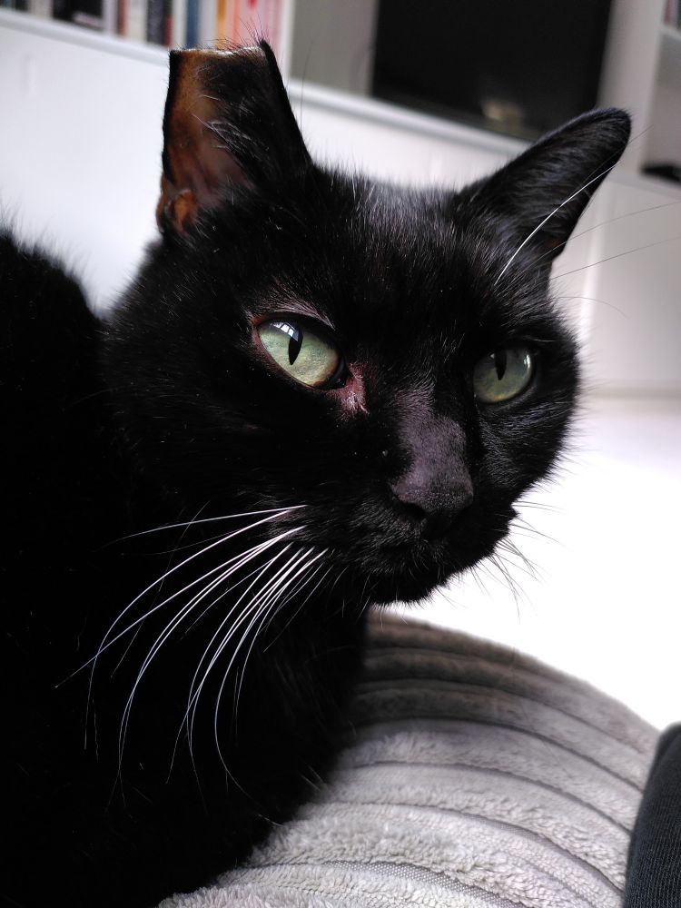 Black cat