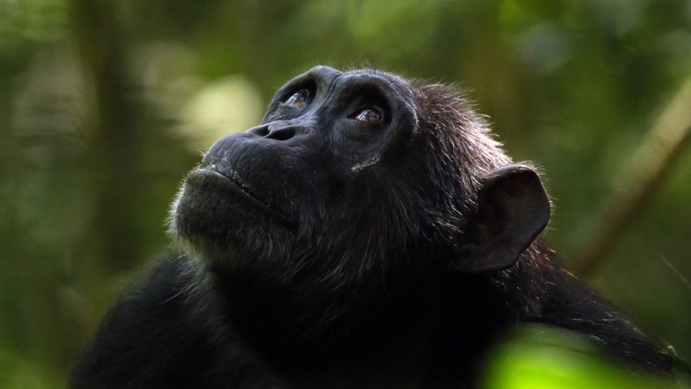 Chimpanzees Go Through Menopause, Too