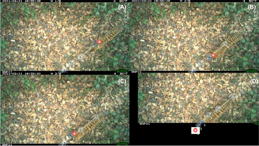 A passing tiger, photographed by a vertically oriented camera trap in Bardia National Park, Nepal, 