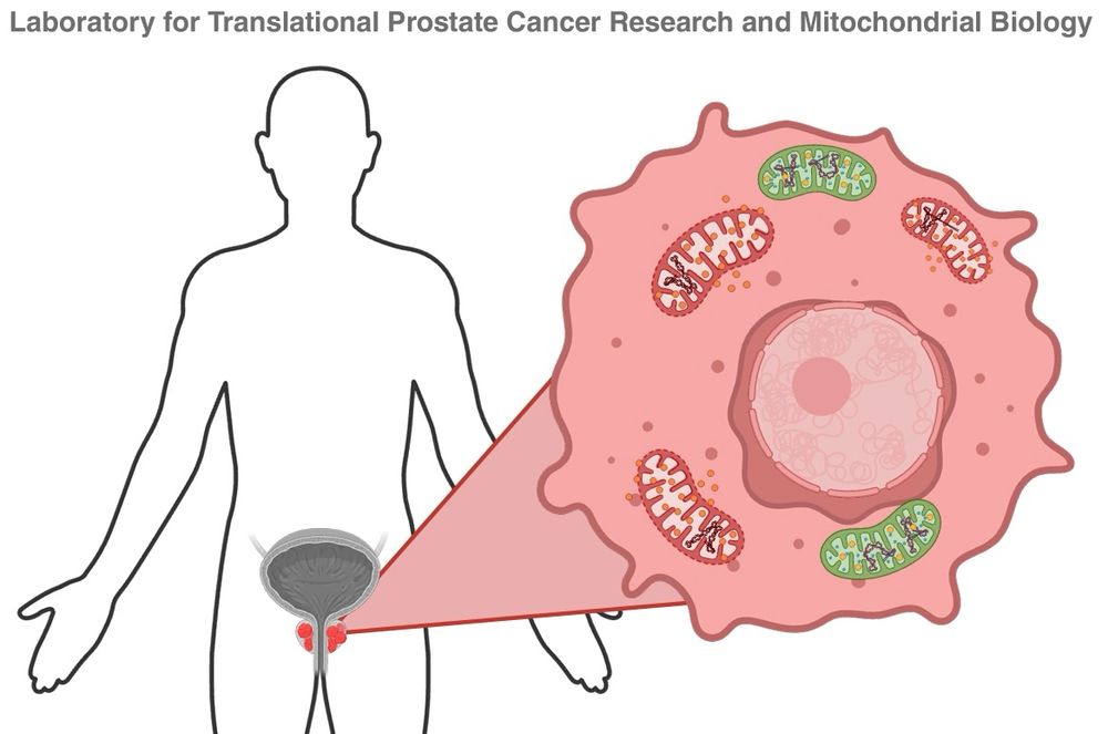 Schematic representation of Papachristodoulou lab focus on prostate cancer and mitochondrial biology. 