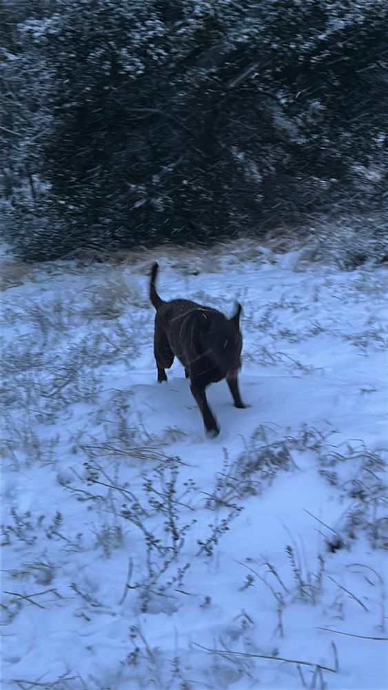 A motion-blurred picture of a large, curly-haired brown dog running up a snowy hill dappled with dune grasses. The whole scene is covered in a twilight-blue light. The dog has a ball in his mouth and is very excited, his ears and tail flipping back with the wind. In the background are dark green pines and the swirling of wind and snow.