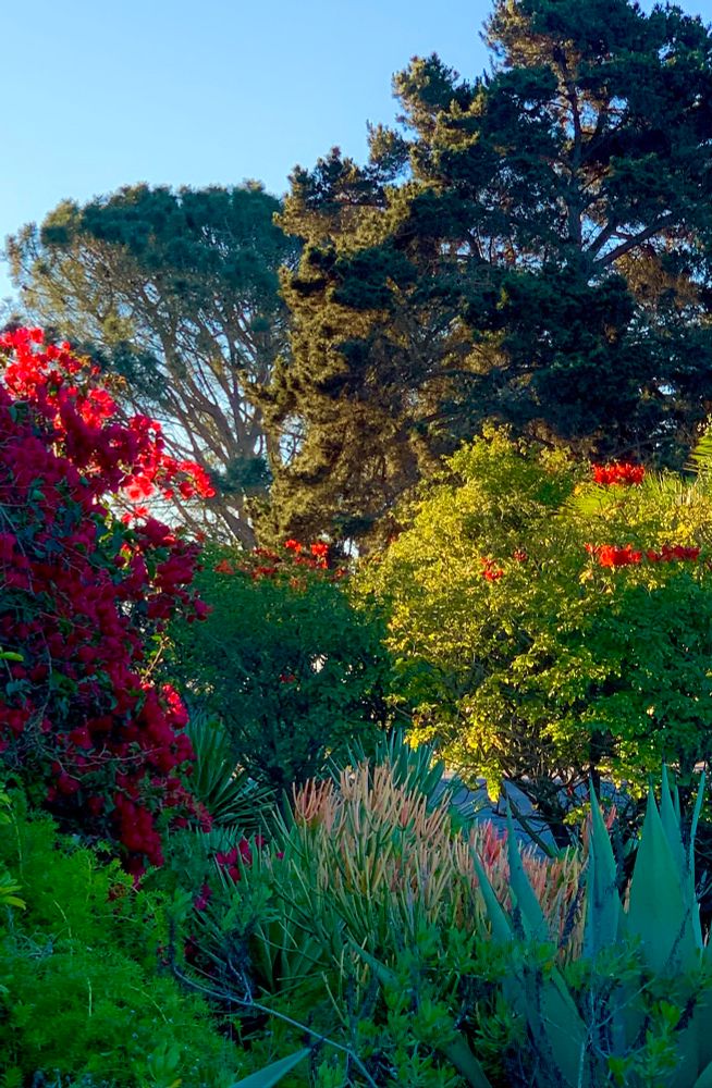 On the left, some brightly lit red Bougainvillea with a variety of succulents and green shrubs. On the right are red Cape Honeysuckles.