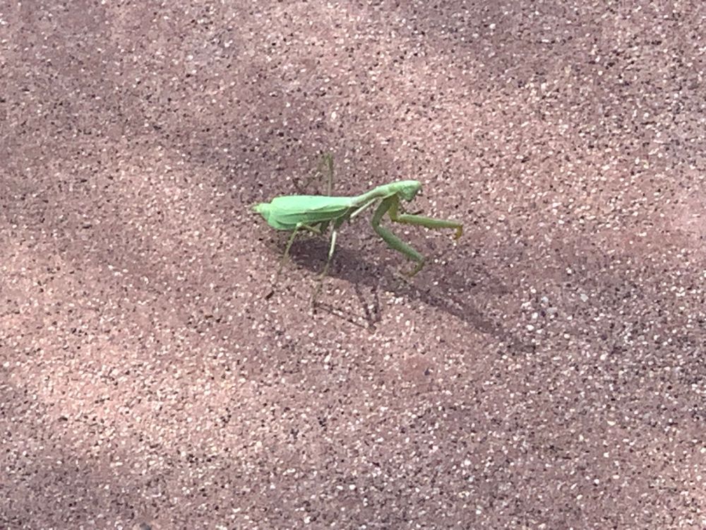 Same mantis but this time from the side.