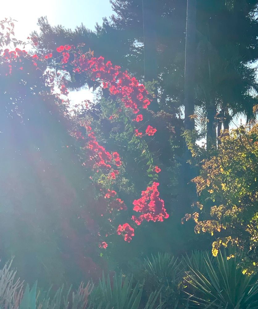 Bright red bougainvilleas are shining in the sunrise against a background of dark greenery.