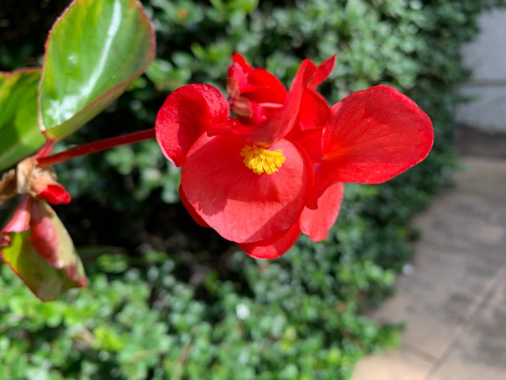 Close-up of red Bougainvillea. Behind it is some green foliage.
