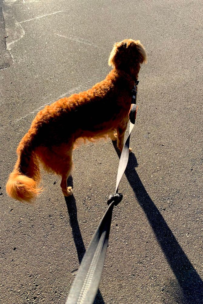 A golden doodle outlined by the rising sun. The leash & shadow are also visible.