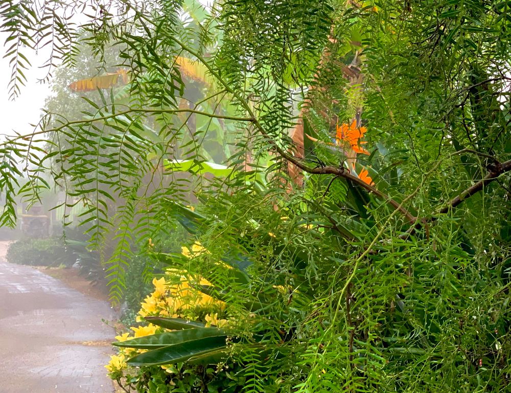 Bright yellow leaves and orange flowers accent the greenery.
