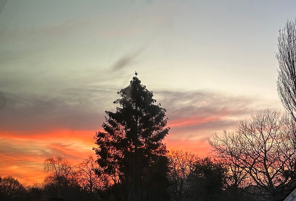 Photo shows a lone tree with leaves alongside other bare trees. Behind is a fiery low sky where the sun is emerging, bounded by cloud and grey sky above it. 