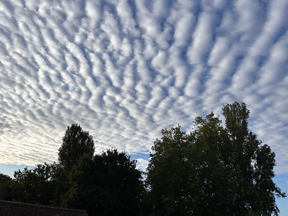 Photo shows the sky with rippled clouds, through the ridges of which blue sky can be seen. A few magnificent trees are below. 