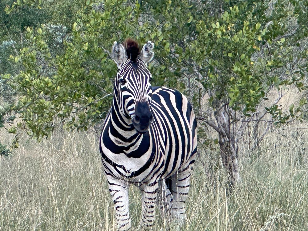 Zebra in the long grass, looking at the camera