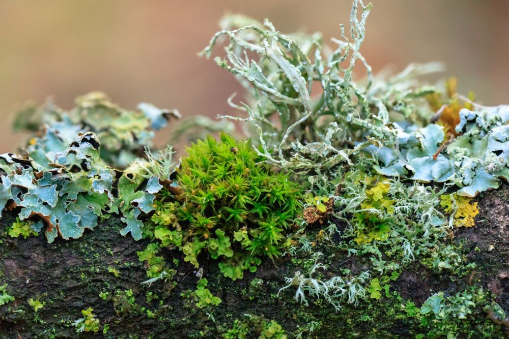 A lichen and moss covered fallen branch including a Bristle-moss Orthotrichum sp. and Cartilage Lichen Ramalina farinacea