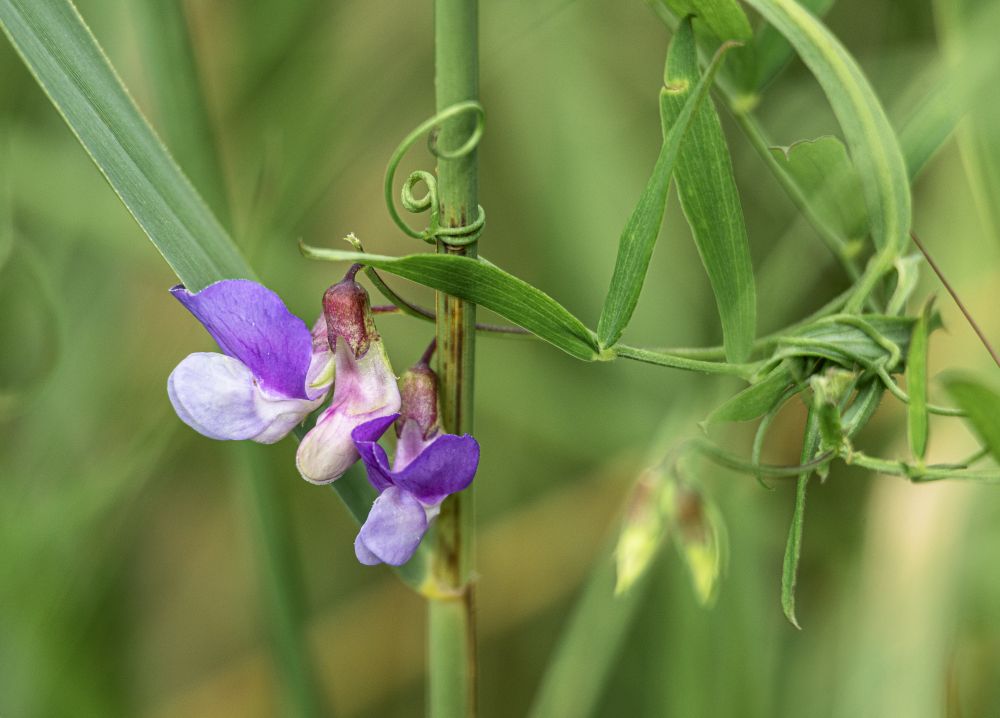 Marsh Pea Lathyrus palustris