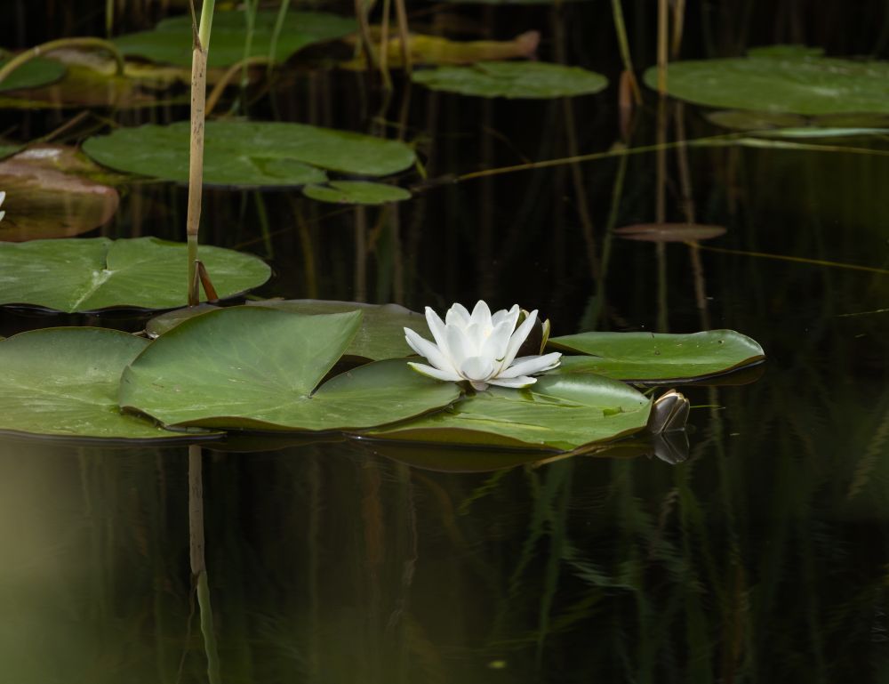 White Water-lily Nymphaea alba