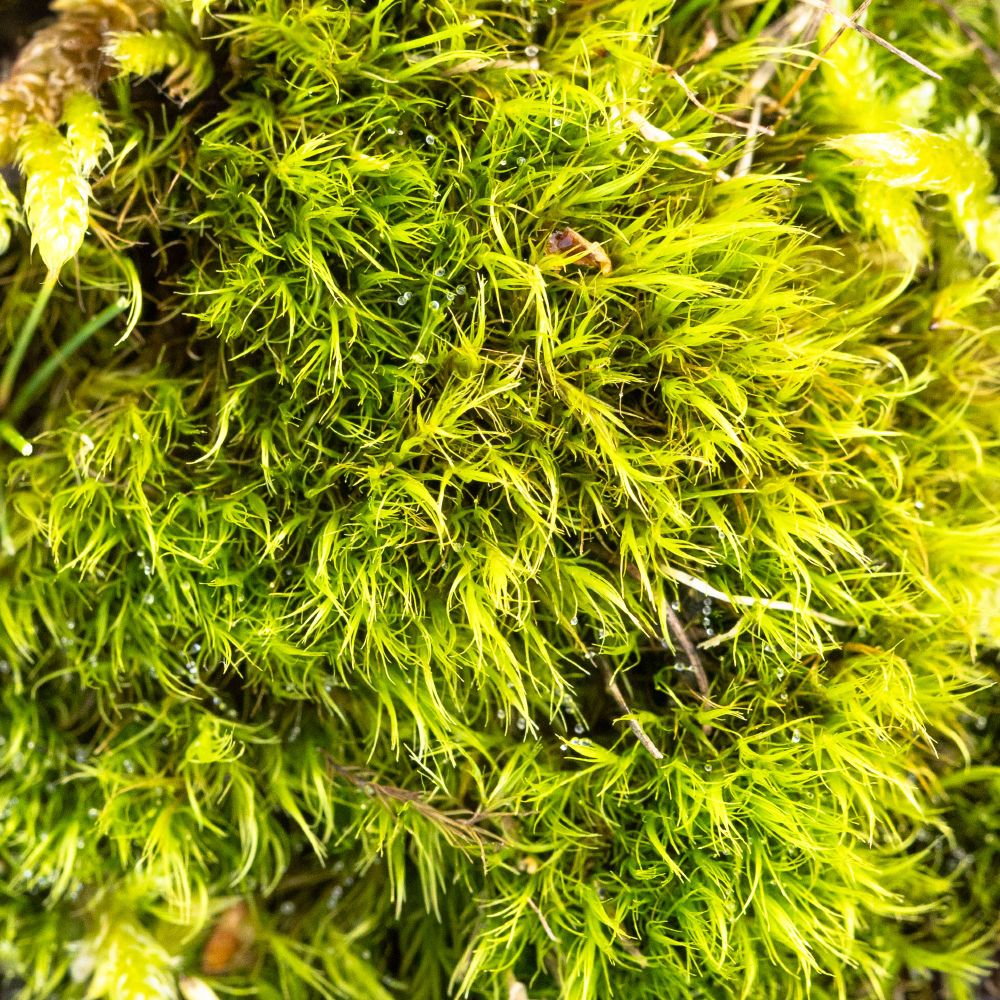 Bendy Ditrichum Flexitrichum gracile, a species of dry calcareous places