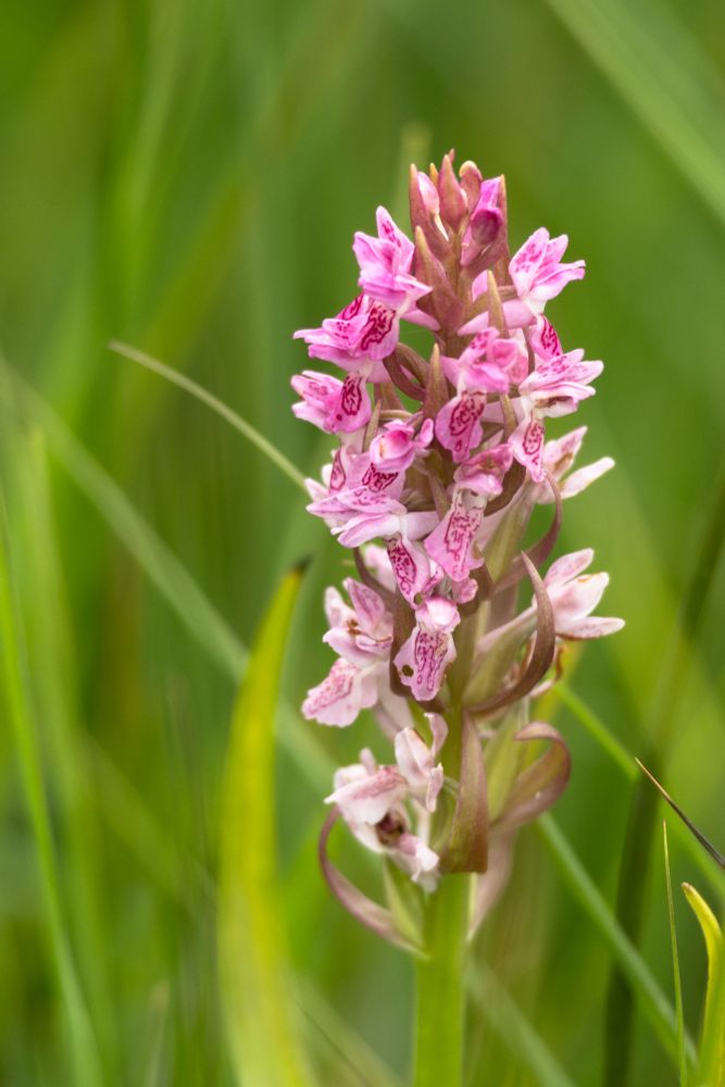 Early Marsh-orchid Dactylorhiza incarnata