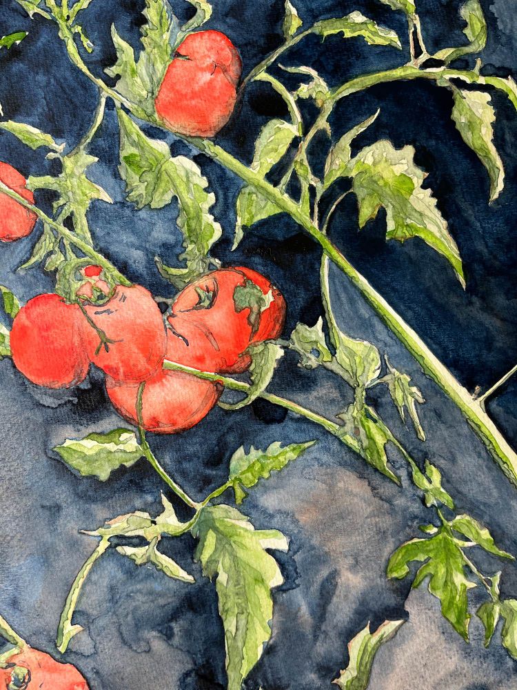 Watercolor painting of tomatoes on the vine, dark blue background. 