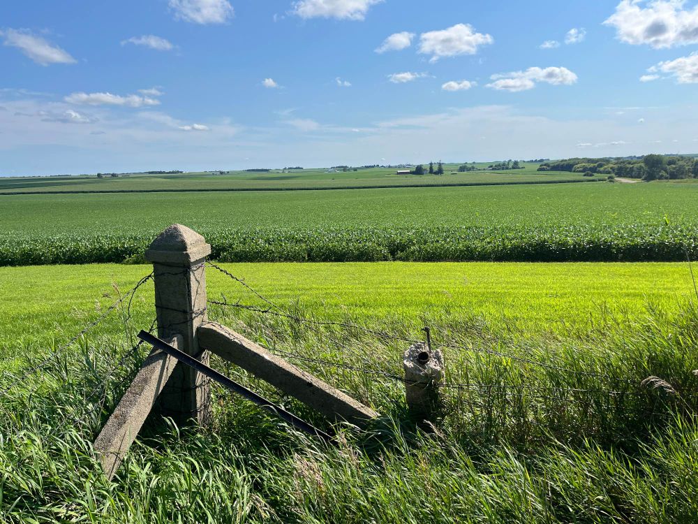 A view of a soybean field with old stone fence posts. 