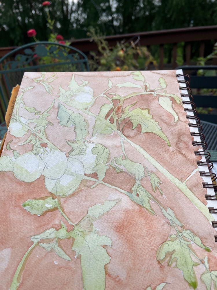 Watercolor painting of tomatoes on the vine, in progress, light green vines, tomatoes still white. 