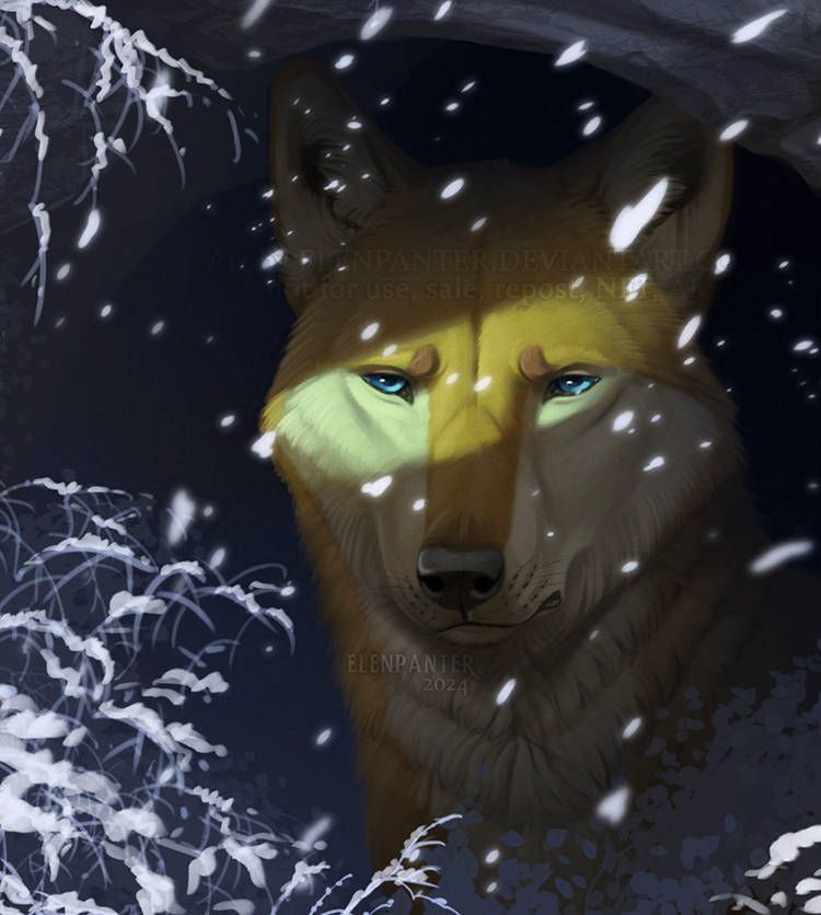 Wolf in snow shelter