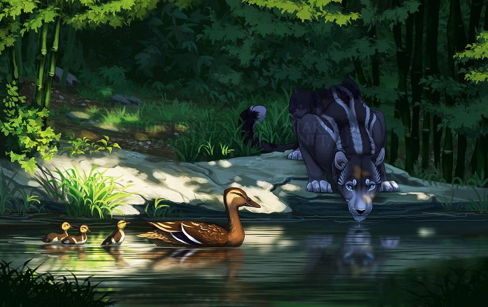 Panther drinking water in jungles and looking at ducks