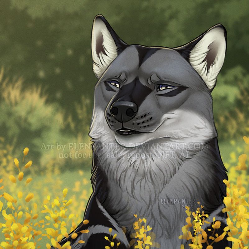 Wolf at the field of yellow flowers