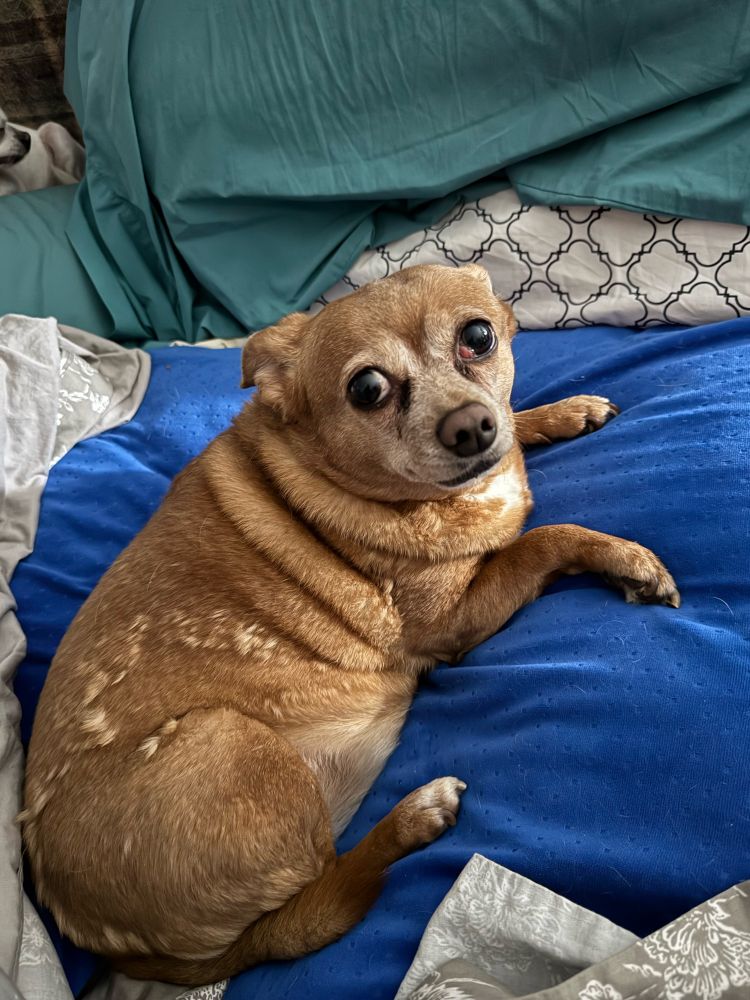 Dog is sitting in a maternity pillow. 