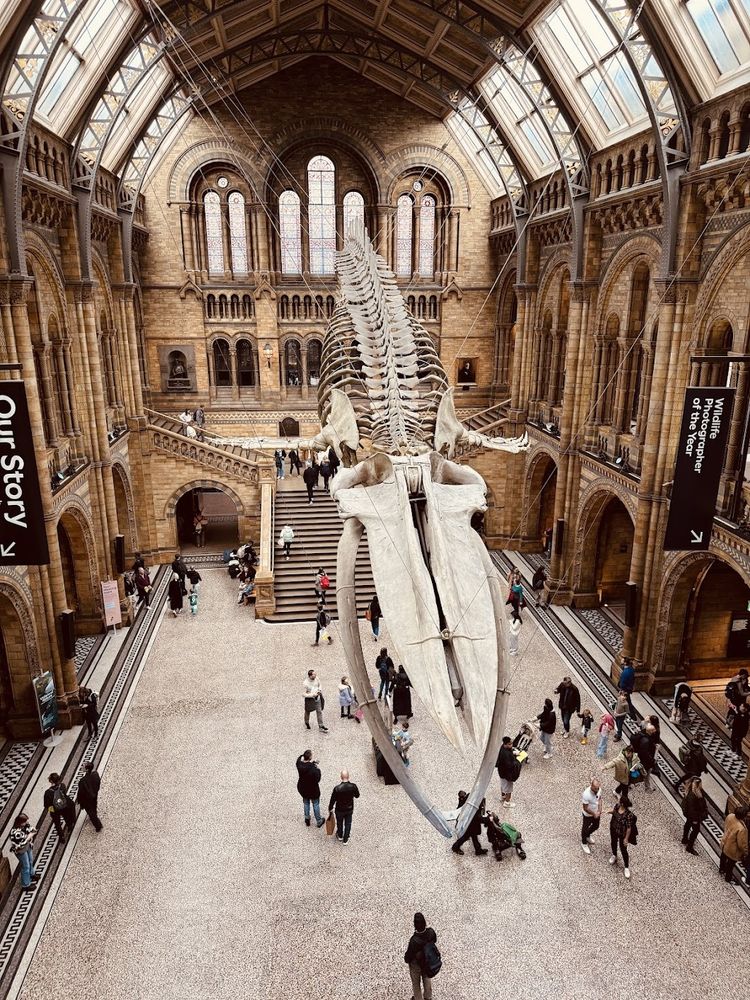A large entrance hall inside the Natural History Museum in London, with high arched windows and ornate stone architecture. In the center hangs a full blue whale skeleton suspended from the ceiling. Visitors walk across the wide floor below, looking up at the massive bones.