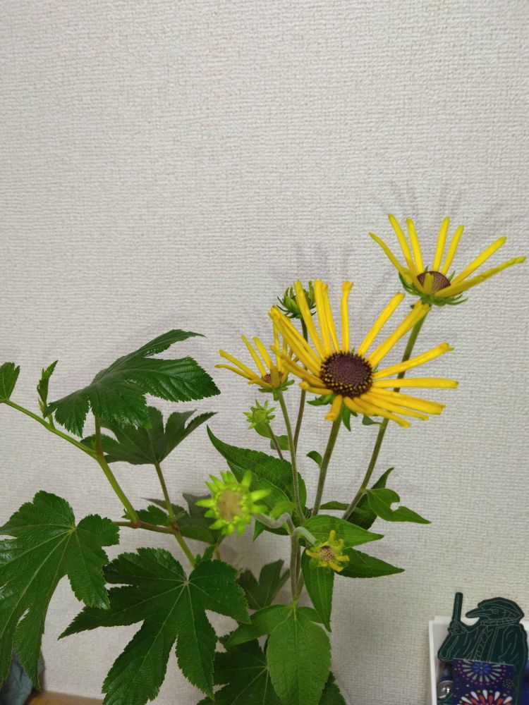 ルドベキアとグリーン