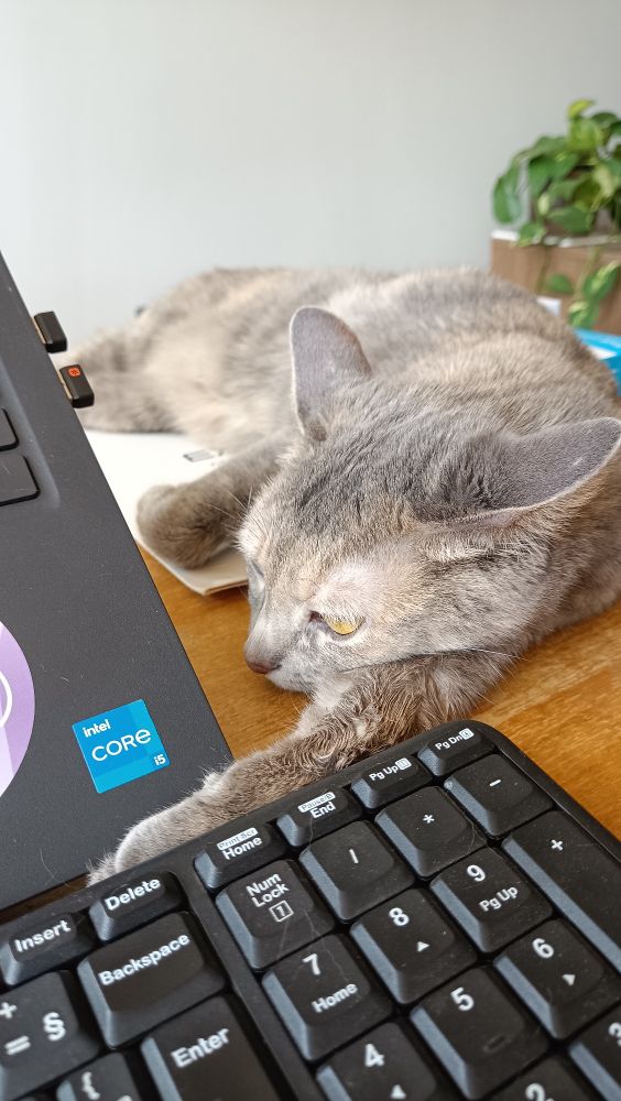 A mesma gata cinza meio malhada está deitada com a patinha esquerda entre o notebook e o teclado 