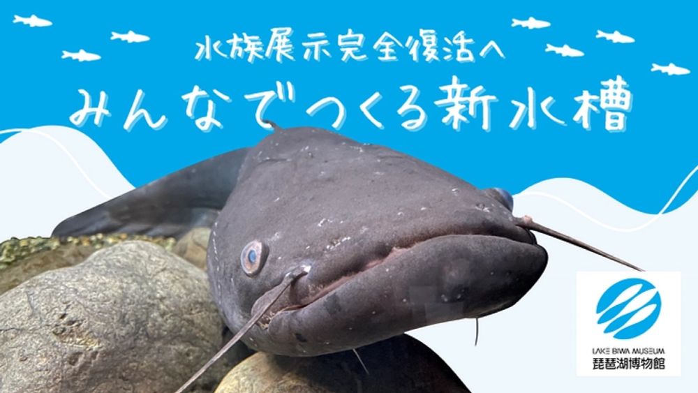 新ビワコオオナマズ水槽誕生にご支援を！｜琵琶湖博物館【第2弾】 - クラウドファンディング READYFOR