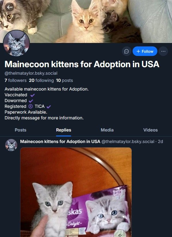 @thelmataylor.bsky.social: Maine Coon cat breeder scam. Registered 26 days ago. DM in bio to scam. Media pirated from Internet: https://www.instagram.com/p/DQ2HkLoEtuO/ https://www.facebook.com/groups/chatonsmignons/posts/1296397665135371/ https://www.instagram.com/p/C_-xiB_Pn3D/ REPORT, REPOST, block! #cats #catsofbluesky #mainecooncat