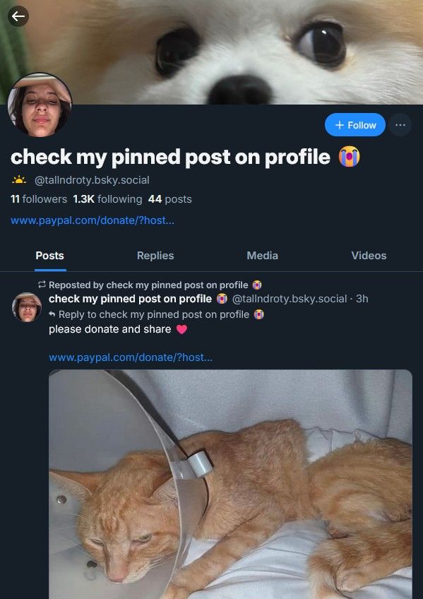 Talita Leonardo's injured cat scam - check my pinned post on profile @tallndroty.bsky.social‬. Photos of injured orange tabby cat wearing a pet cone that was pirated from the Internet. Text says 