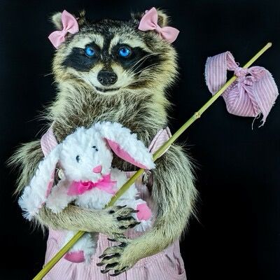 A taxidermy Lil’ Bo Peep Raccoon with blue eyes is staring straight at you while holding a stuffed lamb and a shepherd’s crook and wearing a pink gingham pinafore with pink bows around each ear.