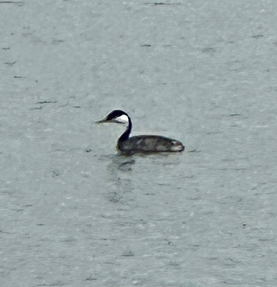 This is a blown up photo of a single Western Grebe from its right side.  I did take more photos, but the people in them didn't want to be posted on social media, so these were the only ones I could post. 