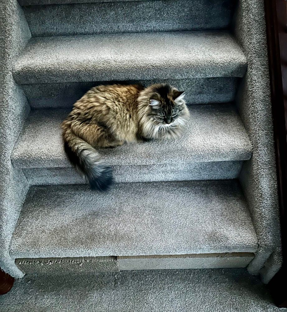 Photo of Rowan, the medium long hair grey, brown and white with black stripes torby cat. She’s lying in cat loaf pose in the middled of the second from bottom step above the scratch pads on the ground floor carpeted stairway.  Her head is turned slightly so she is facing who ever goes up the stairs. Her tail is tucked into her butt and draped down the edge of the step. There is enough room to place feet on either side to step around her without too much trouble. 