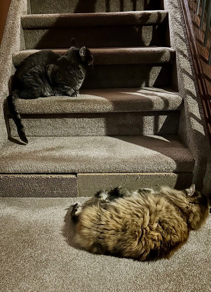 Photo of D’Artagnan, the short hair grey with white chin and black stripes tabby cat and Rowan, the medium long hair grey, brown and white with black stripes torby cat. Rowan is lying on her right side on the carpeted floor by the right side of the stairway bottom riser. D’Artagnan is crouched on the second stair from the bottom. He’s positioned on the left side of the step. This way you have to slow down and weave between the cats to go up, or down the stairs. Of course you could step over Rowan, but they haven’t figured that part out……yet!