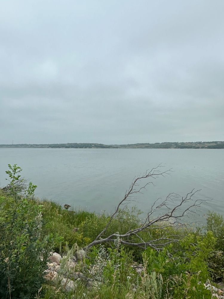 This is another photo along the Buena Vista Beach trail. Dense green foliage along the shore covering rocks placed in this area to stabilize the ground at the edge of the lake. Also visible is a dead tree that was knocked over in the recent wind storm.