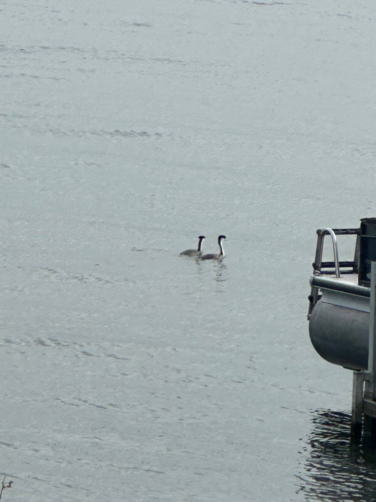 A photo of two Western Grebe water birds swimming in the lake near a pontoon boat cradle. They are birds about the size of a goose with dark grey to black feathers on their backs and dark feathers up and onto their heads. Their throat and chest are white. Their beak is long and yellowish. I couldn't get a good shot of their heads but their eyes are a bright red. The Grebe is a diving bird and can stay under water for extended periods. 