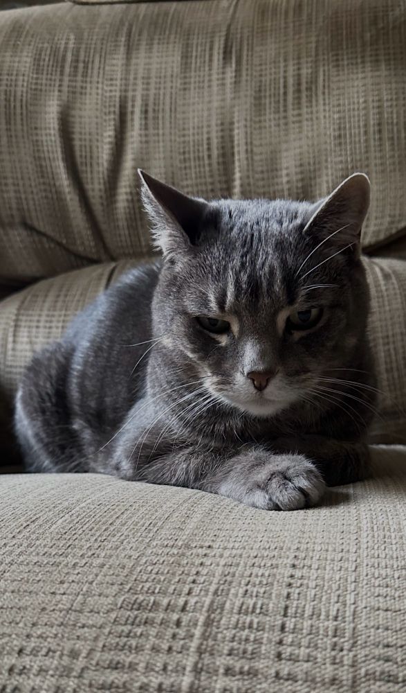 Photo of D’Artagnan, the short hair grey with white chin and black stripes tabby cat. He’s in semi cat loaf pose on what he considers is his part of the couch. One front leg and paw is curled in to his chest, while the other is partially extended. This is the side I usually sit on to watch TV.  The couch is old and the seat on this end is more comfortable than the other. D’Artagnan tends to think it’s his side. I have to physically move him, if I really want to sit there. 