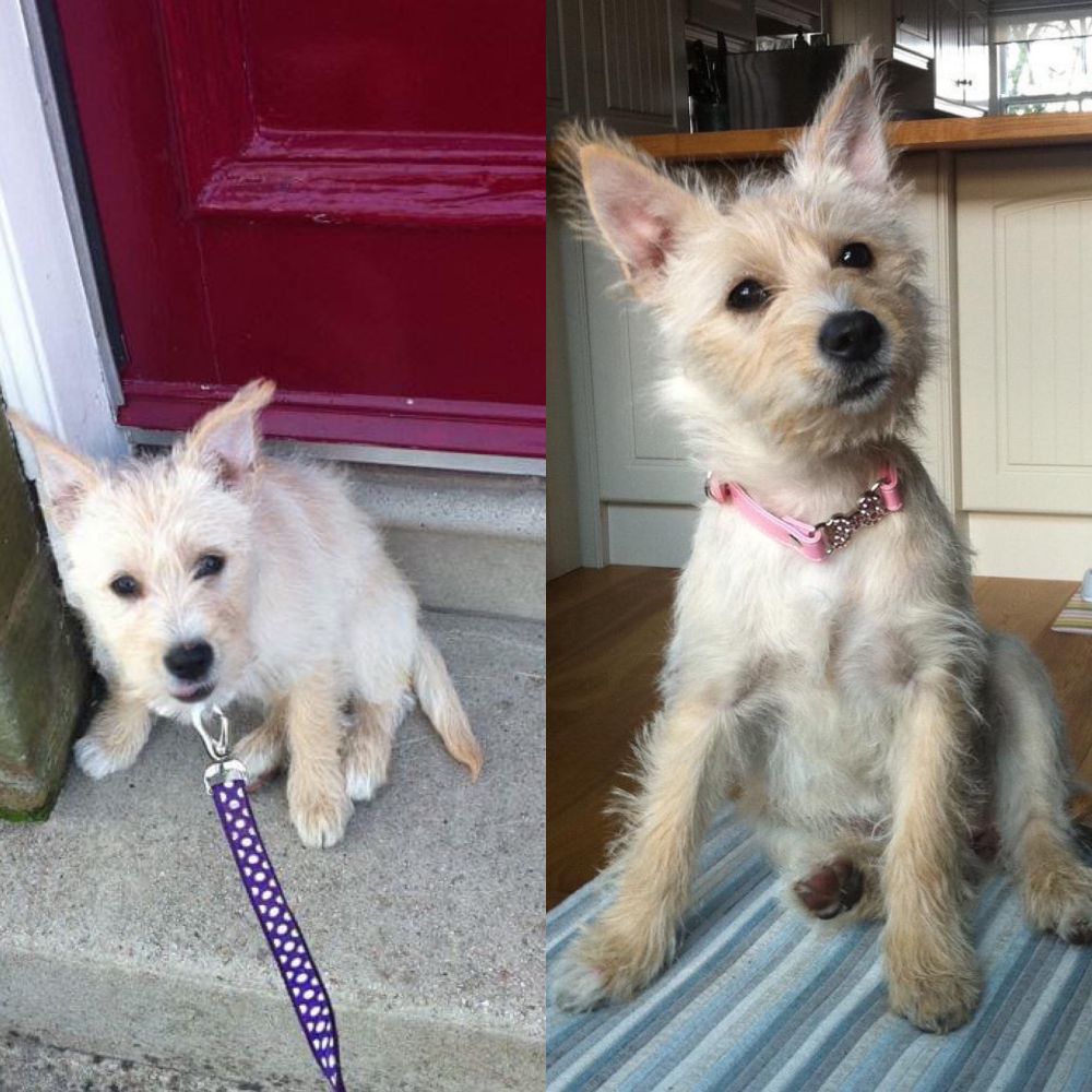 Left photo: Myla as a puppy on the step in front of the door. She had a purple and white lead. Right photo: Myla sitting on top of striped stool, she has a pink collar on. 