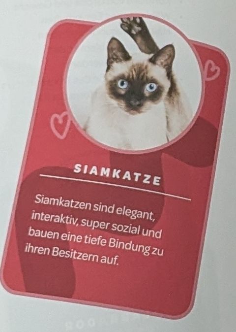 Näher rangezoomt auf die Siamkatze 
Das Foto zeigt die Siamkatze mit weit geöffneten blauen Augen starr in die Kamera blickend Fell ist weiß mit dunkelbrauner Fleckung im Gesicht den Ohren und Bein und Pfote welche die Katze hinter dem Kopf von rechts unten nach links oben her führt in einer Position als würde sie sich während der Aufnahme putzen alle anderen Katzen hatten neutrale seriöse Fotos 
Die Kurzbeschreibung lautet
Siamkatzen sind elegant interaktiv super sozial und bauen eine tiefe Beziehung zu ihren Besitzern auf