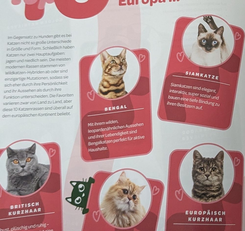 Das selbe Bild etwas näher rangezoomt es sind jetzt noch fünf Katzen zu sehen 