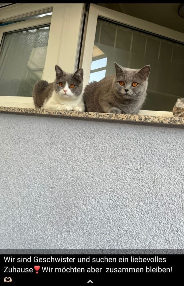 WhatsApp Status der Anzeige von Pamuk und Tatlim mit dem Text wir sind Geschwister und suchen ein liebevolles Zuhause ❣️ wir möchten aber zusammen bleiben 🫶
Zu sehen grau weiße britisch Kurzhaar neben grauer britisch Kurzhaar beide bauchlings liegend auf Fensterbank 